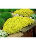 Sedum acre Yellow Queen